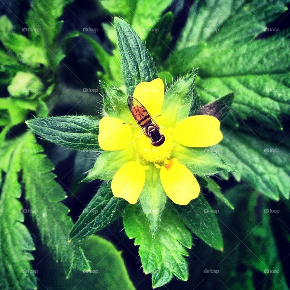 Bee