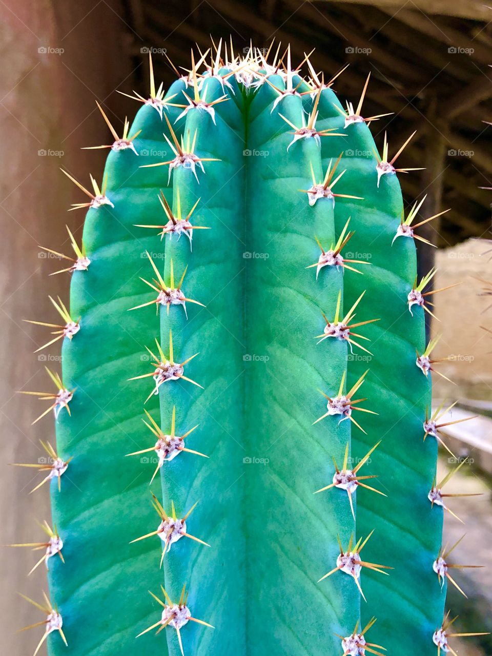 True portrait mode cactus 