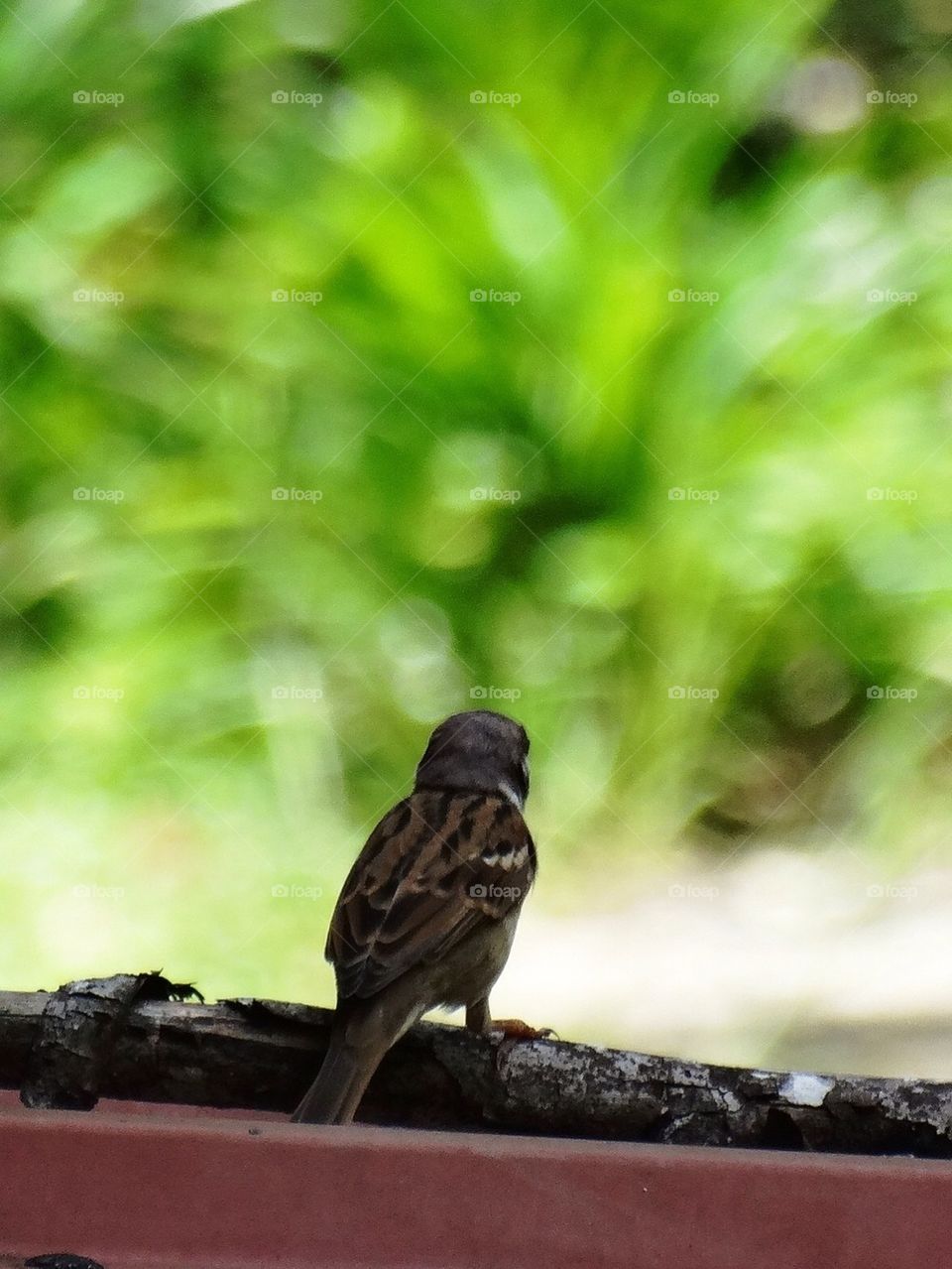 Lonely sparrow