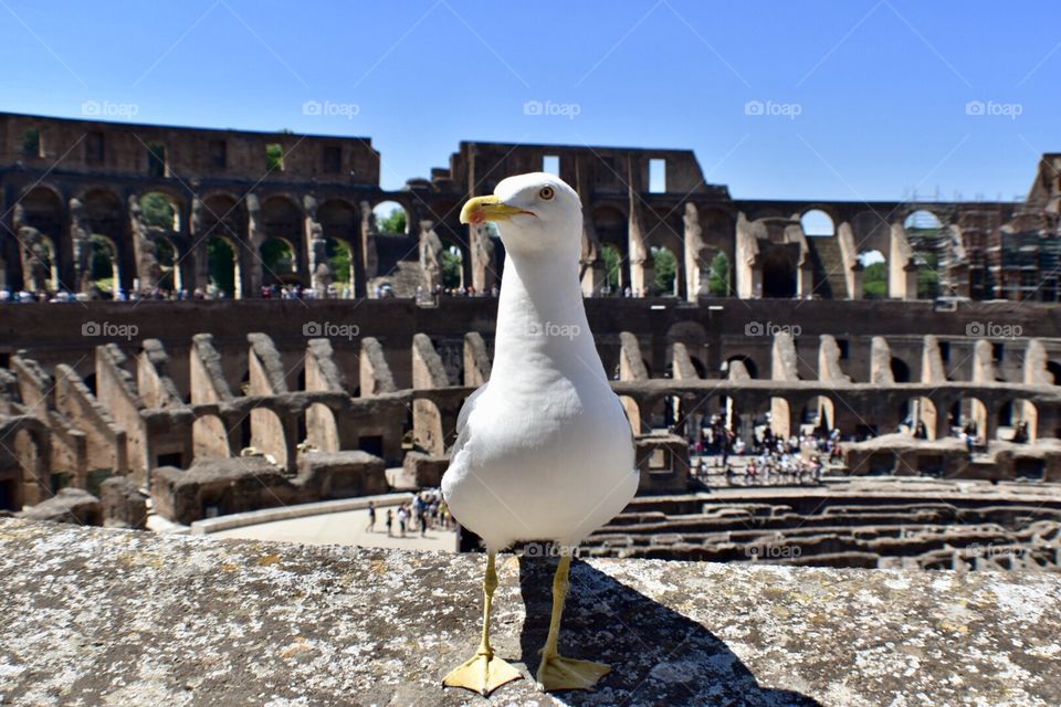 Coliseum Rome