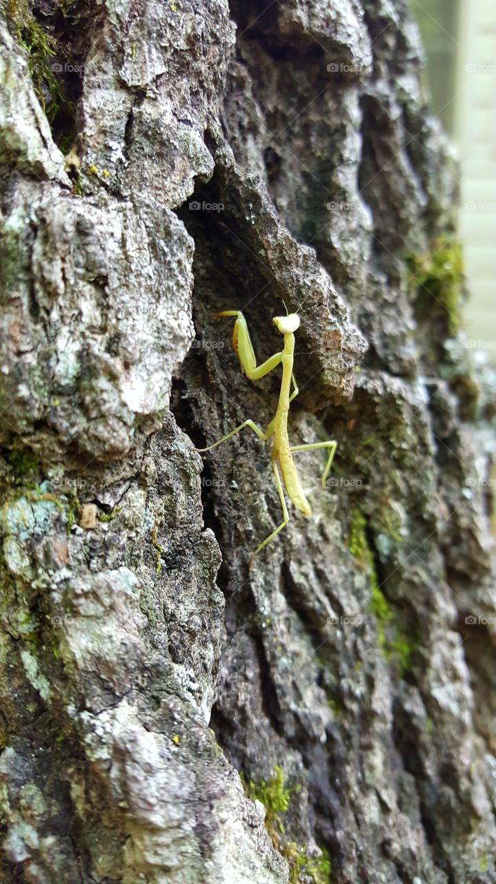 Praying Mantis