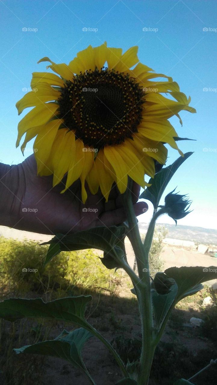 Yellow sunflower in my hand.