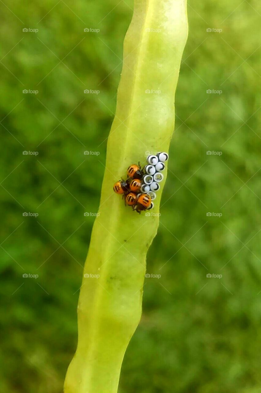 Closeup up if harlequin nymphs recently hatched from their eggs