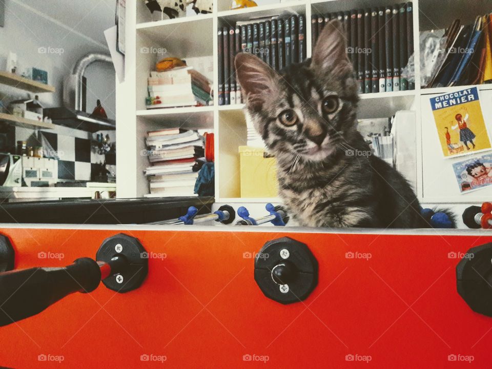 Foosball cat