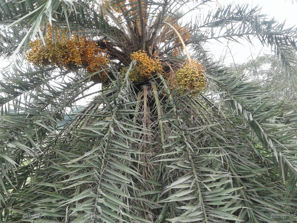 Date Palm