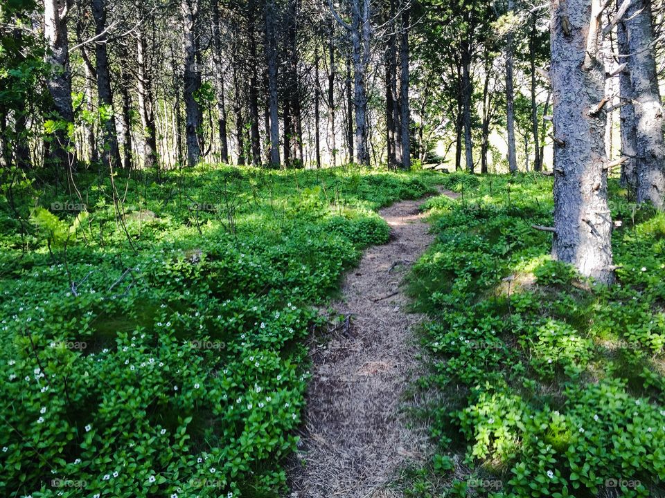 Path in the woods