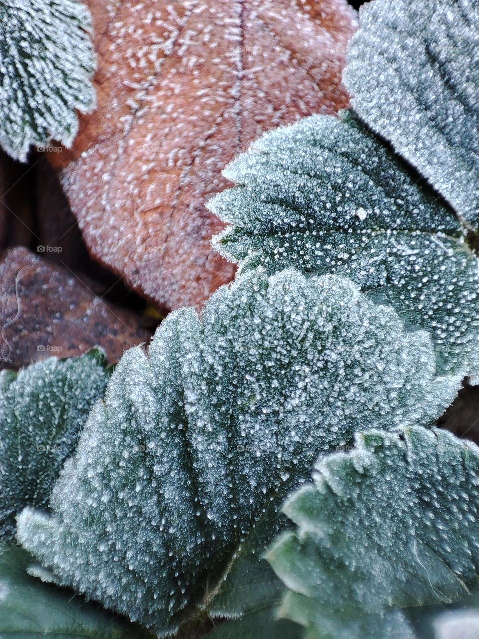 frozen leaves