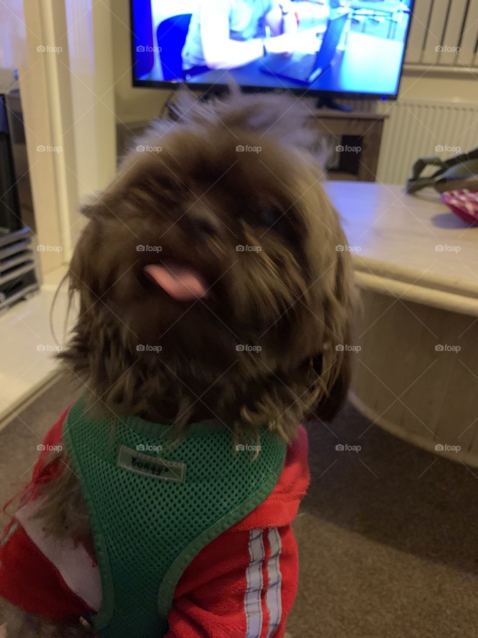 Shihtzu. Perfect dog 