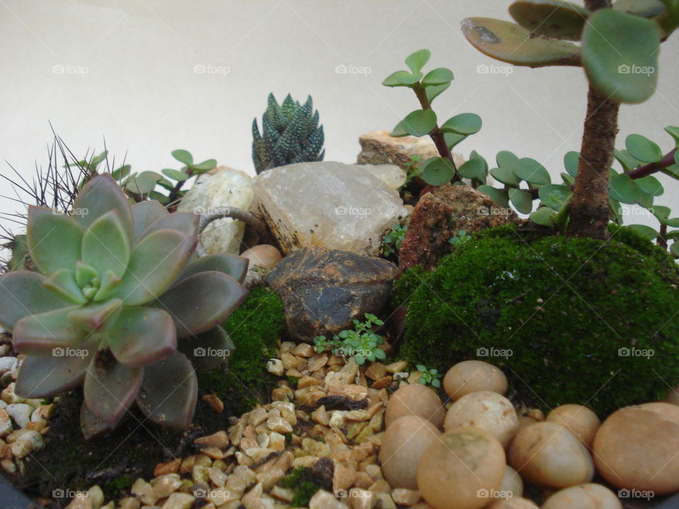 micro landscape succulents
