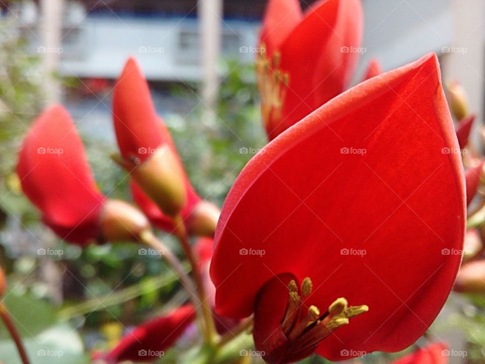 Red Dadar Flowering Tree