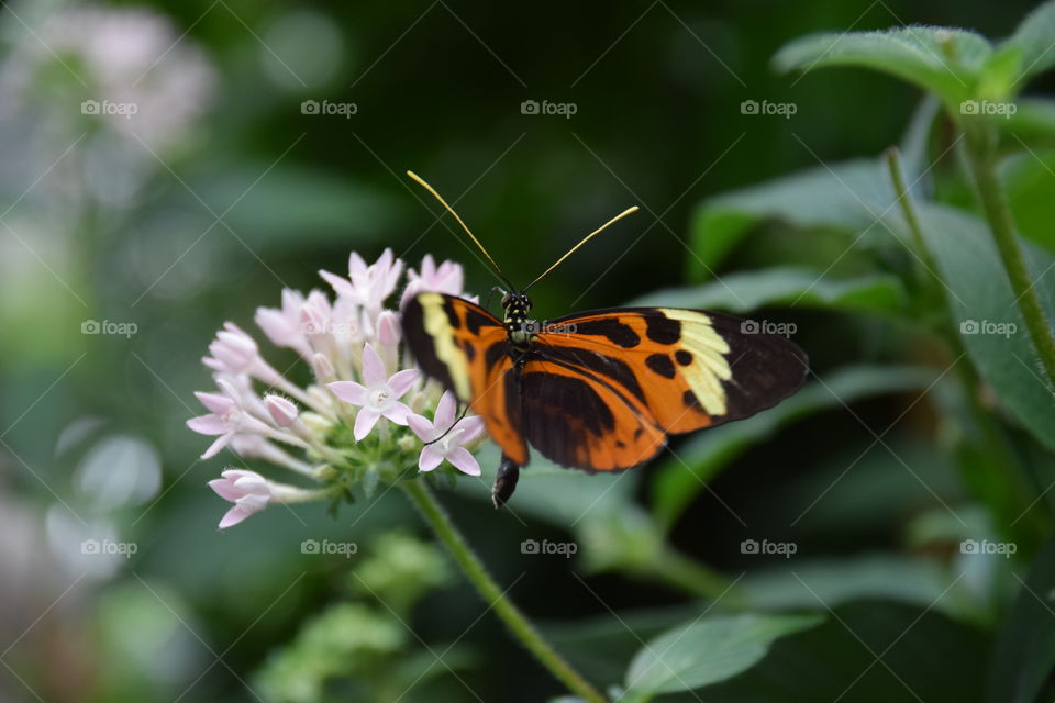 butterfly on blossum