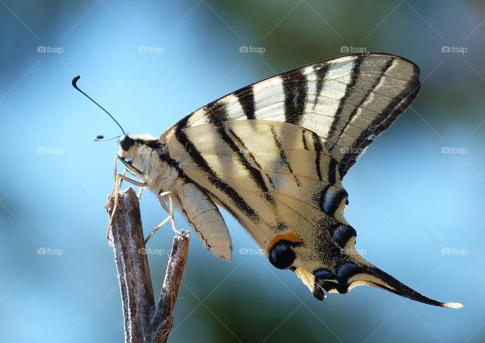 Scarce swallowtail