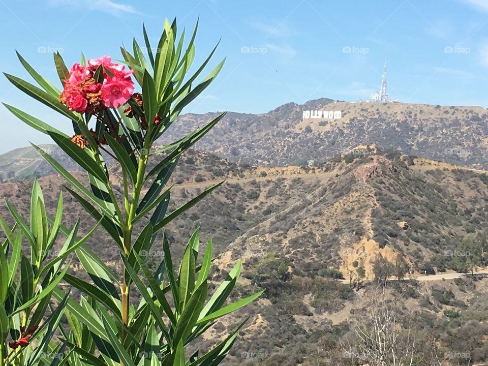 Hollywood sign 