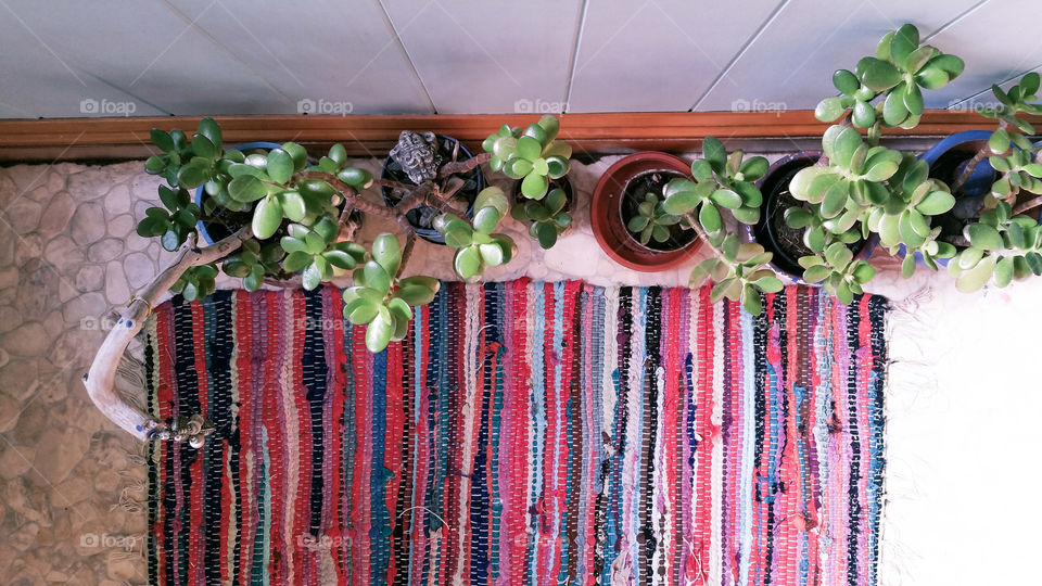 Flowerpots with crassula and a r