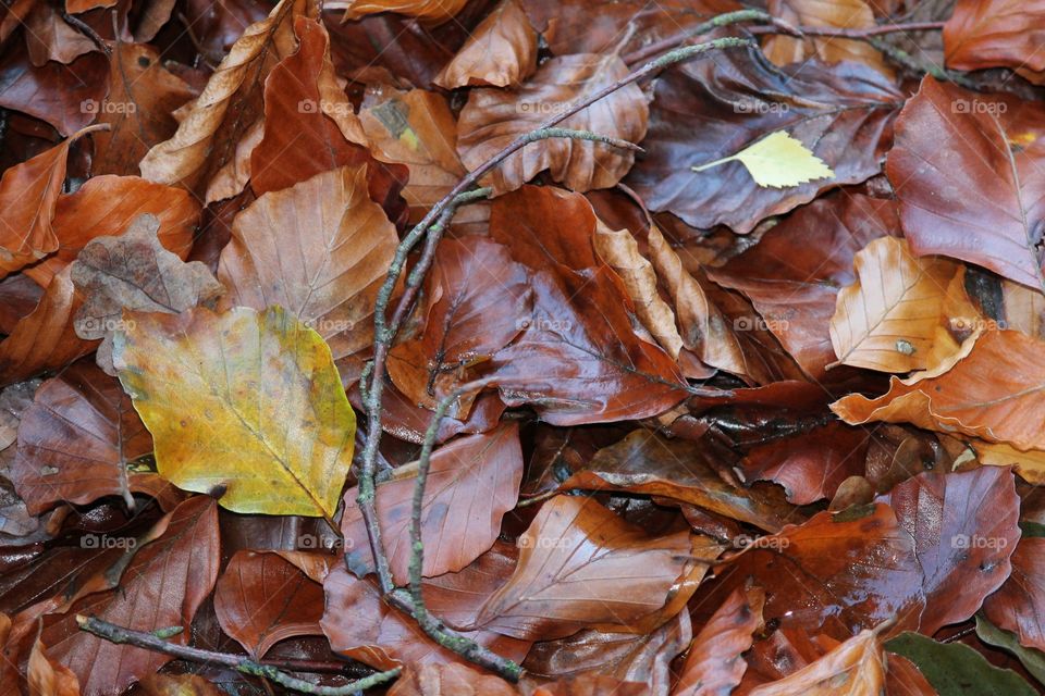 Wet autumn leaves fallen in fall