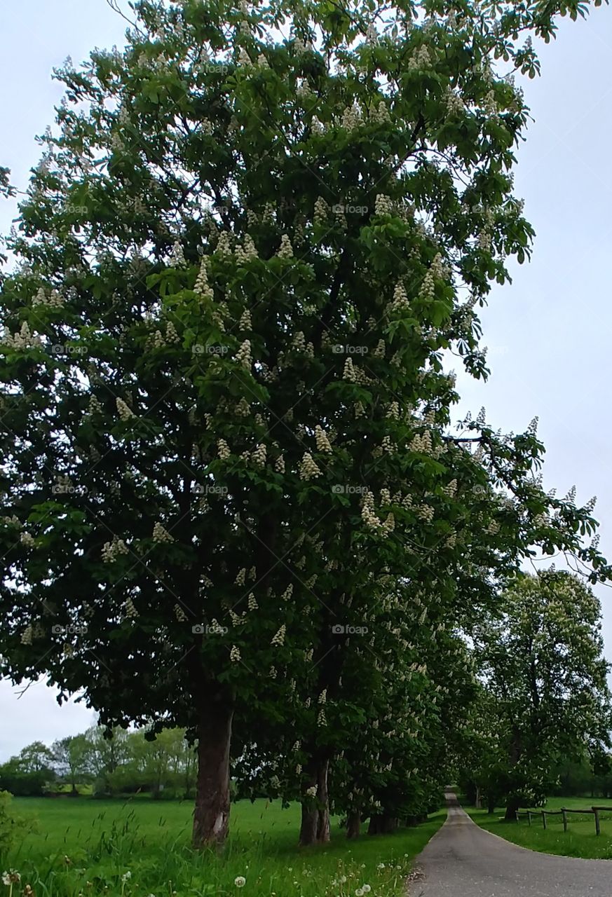 kastanienbaum Kastanieblüte baum grün sommer frühling juni