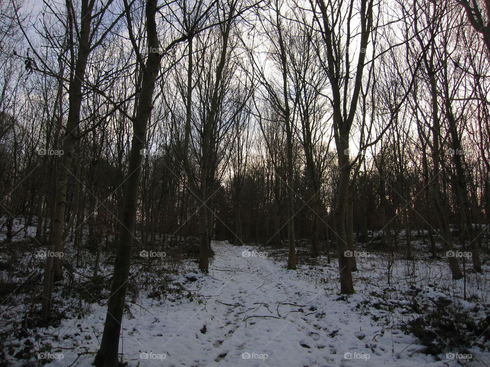 Snow And Trees