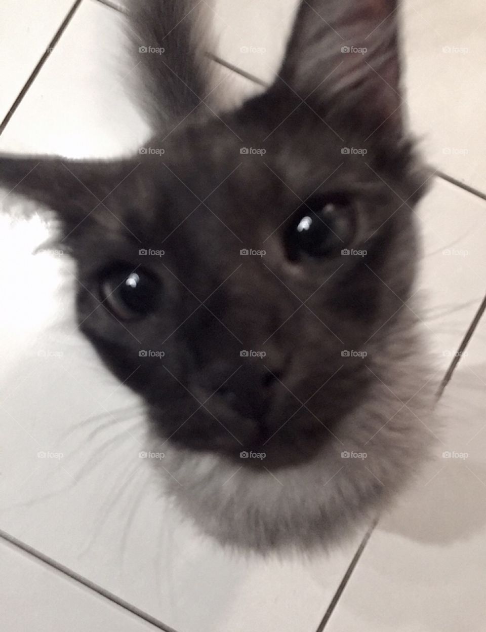 Omg! What has happened to my cat!? He has no body or legs, just strange looking head with a neck and tail. Ha ha this is a terrible photo of my cat but I added it just for fun