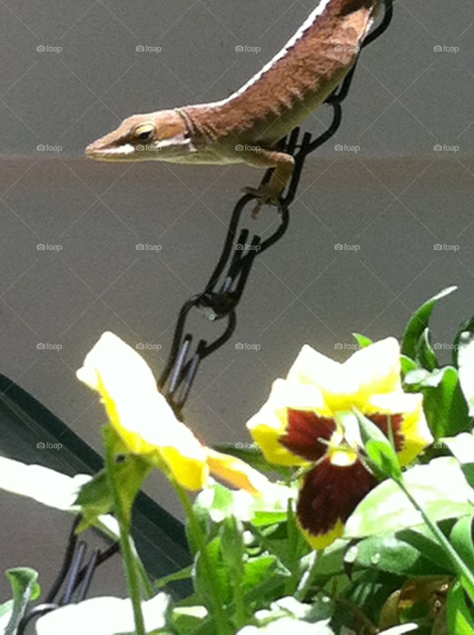 Carolina anole head'n south to pretty things. 