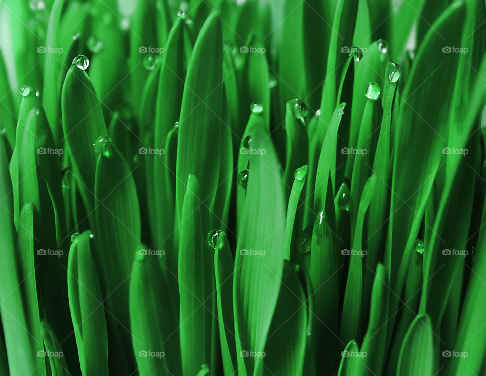 Natural background made of green juicy grass with morning dew