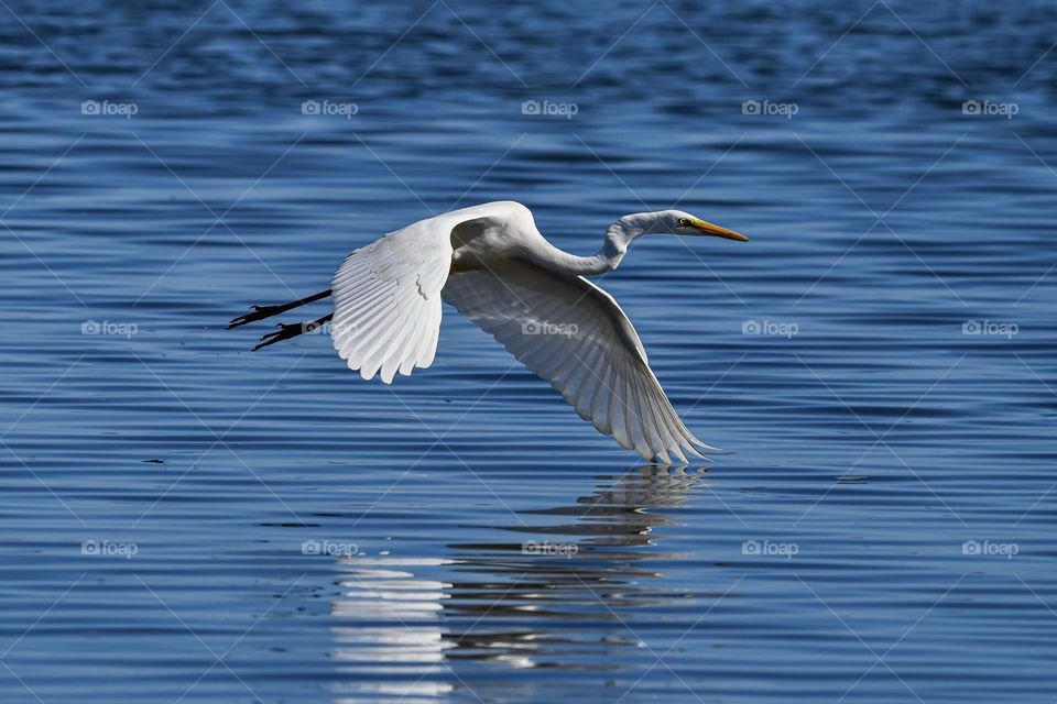 Beautiful and cute bird