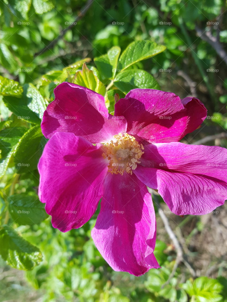 wild pink rose