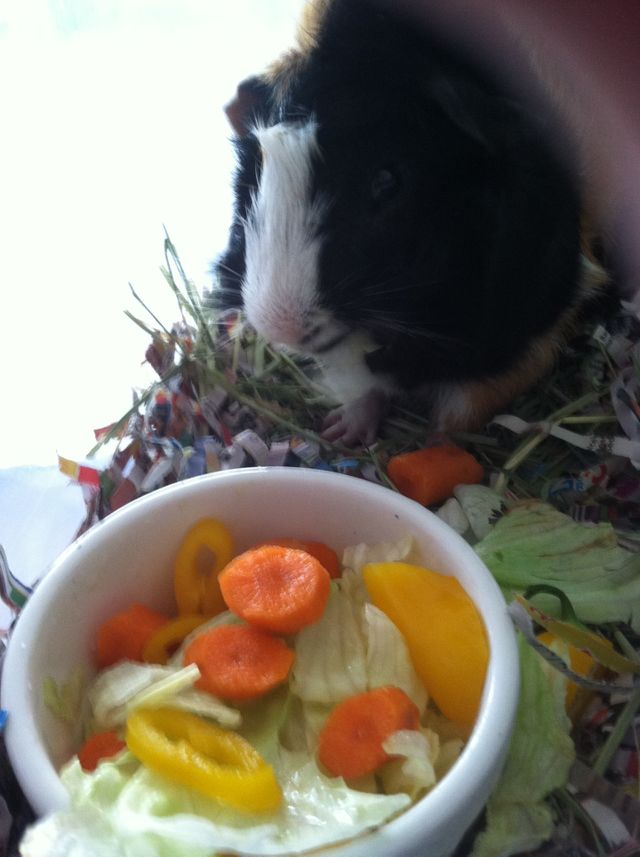Sammy loves to eat 
