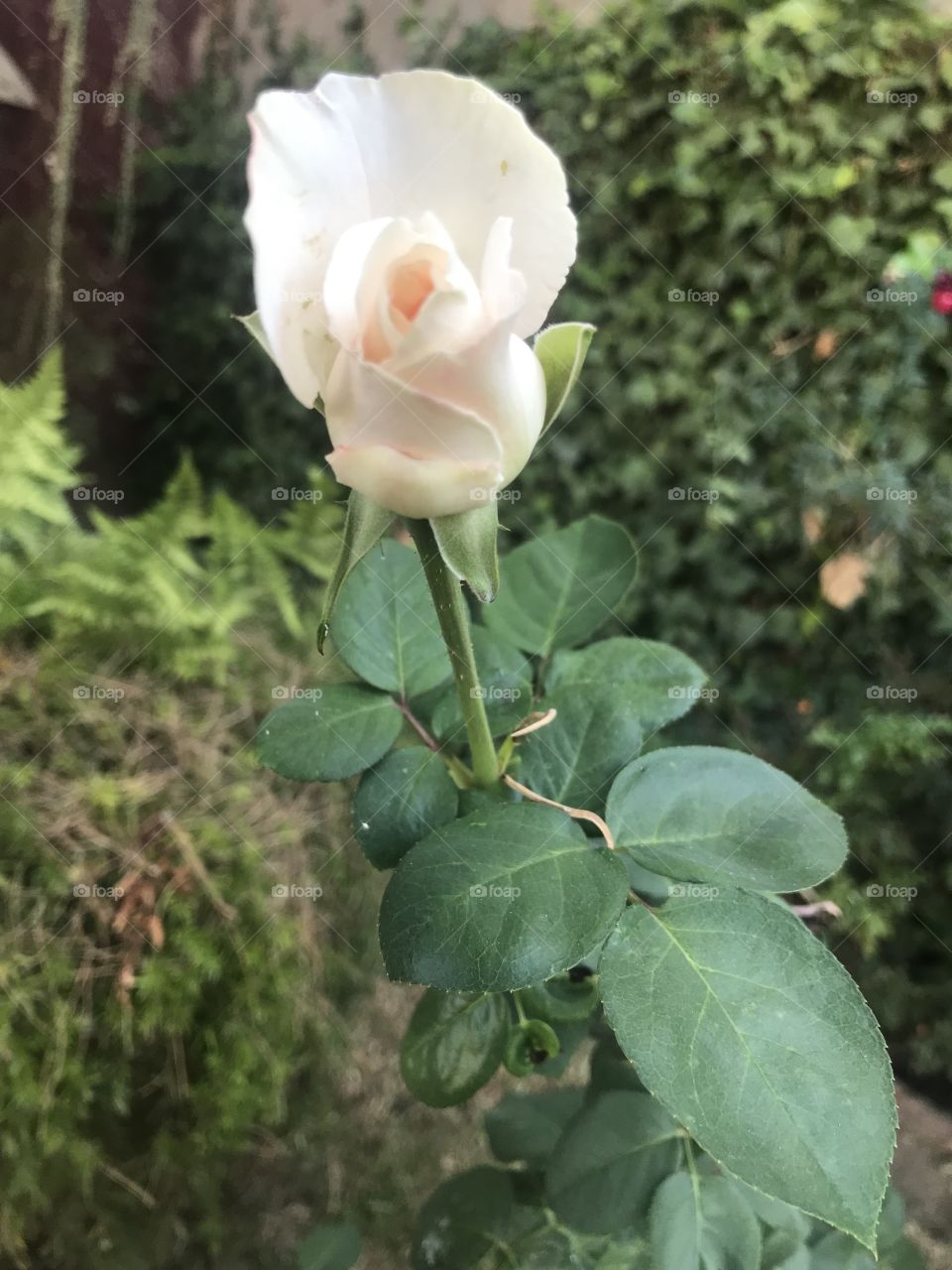 Rosa blanca con perfume otoñal 