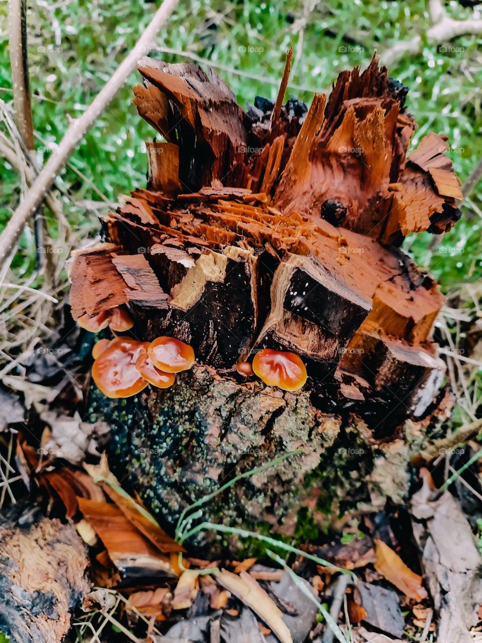 Winter mushrooms flammulina velutipes on the tree log