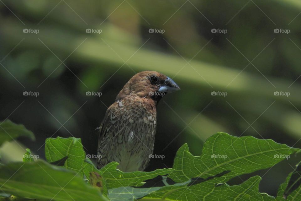 Sparrow on the leaf