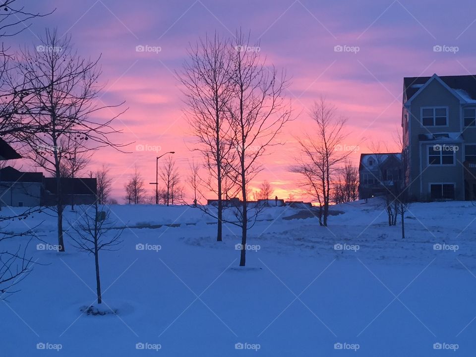 Winter, Snow, Cold, Tree, Frost
