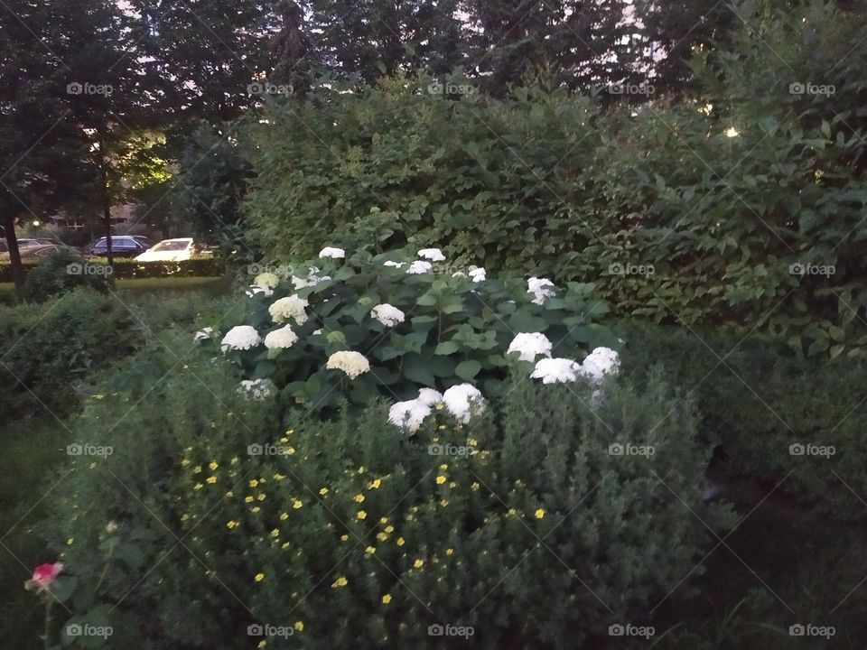 #Kalanchoe is usually a disease-resistant flower, but sometimes due to improper care, it can cause adverse events, such as various diseases