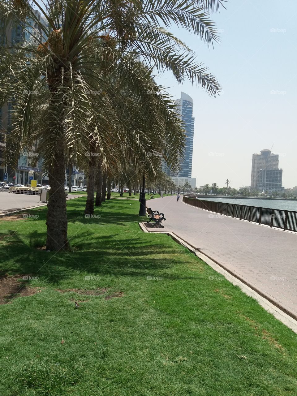 trees in Dubai