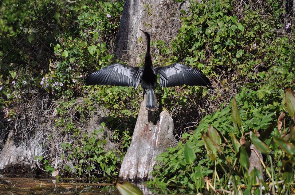 Anhinga 