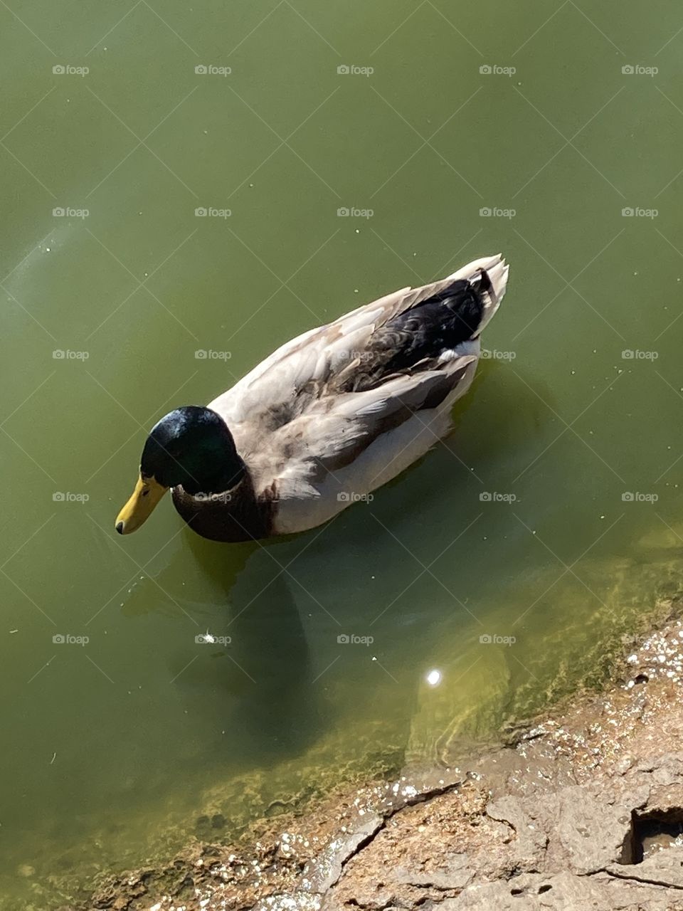 Duck on the lake 