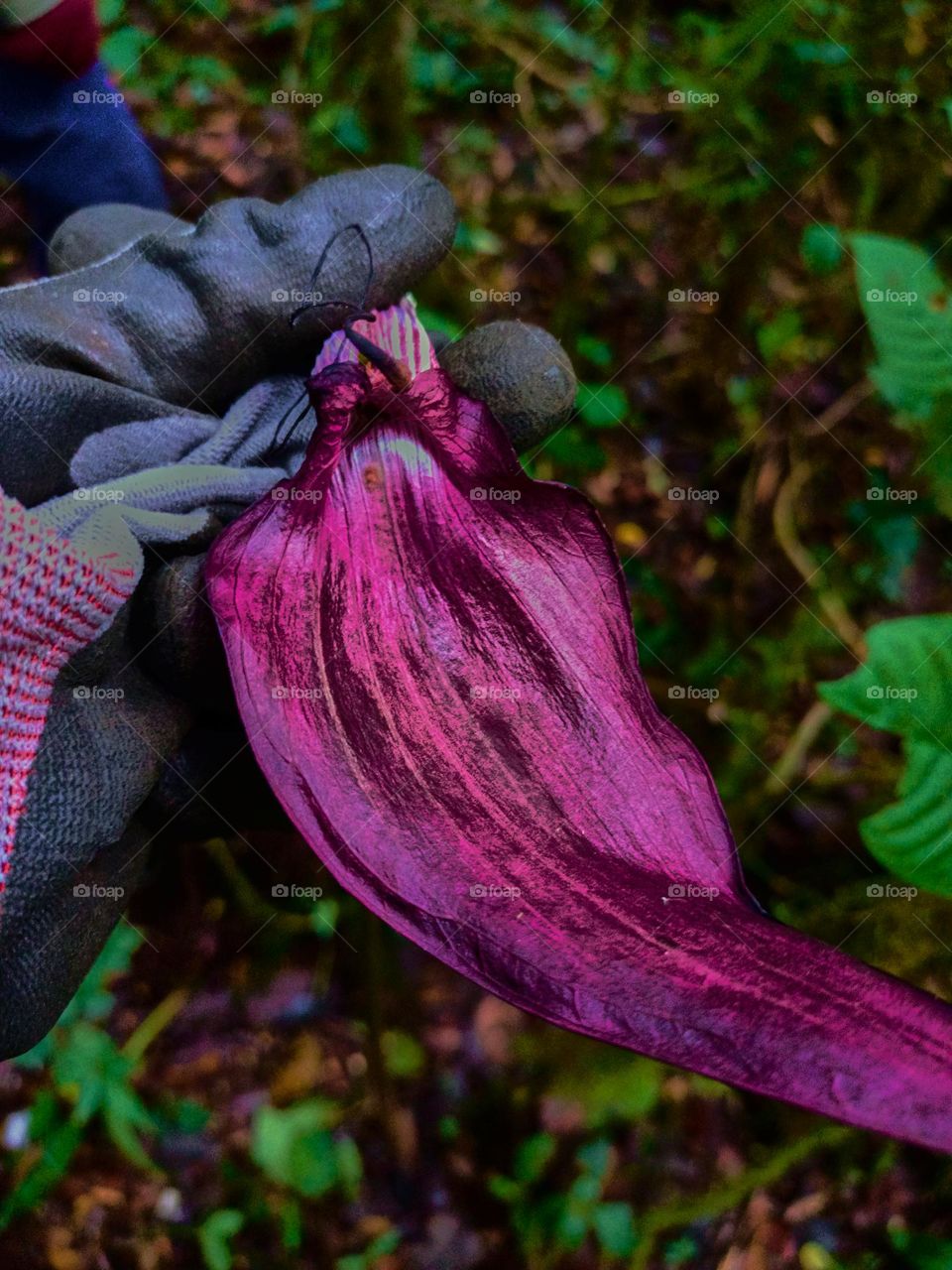 Cobra lily (Arisaema sp) blooming with blurred plant leaves background, growing in tropical forest of North sumatra, Indonesia