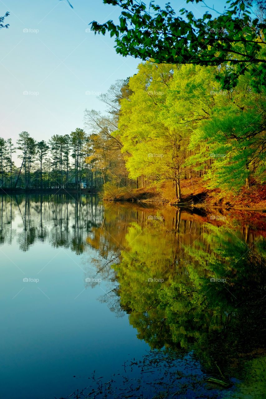 Early morning sunshine strikes the trees by the pond in springtime at Lake Wheeler Park in Raleigh North Carolina, Triangle area, Wake County.