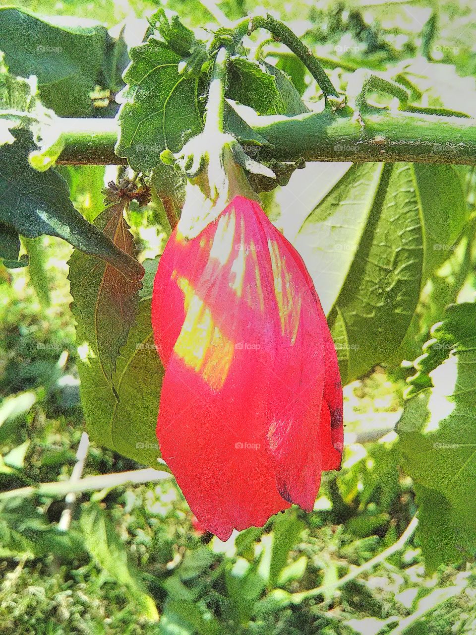 Red flower. Spring time. Turkey.