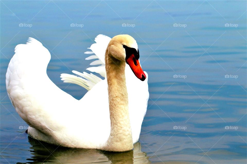 Schwan