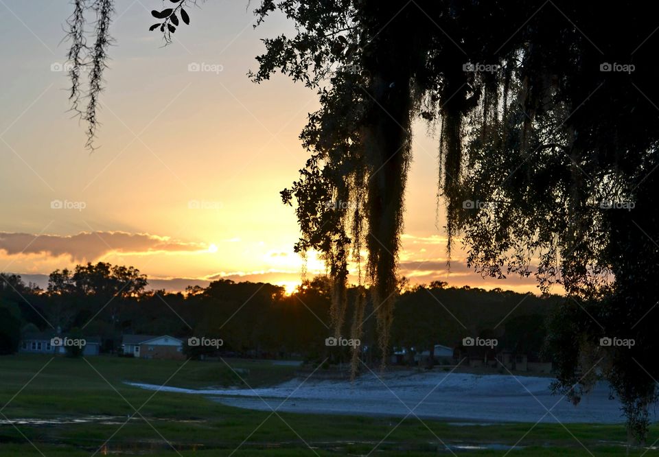 No Person, Tree, Dawn, Outdoors, Landscape