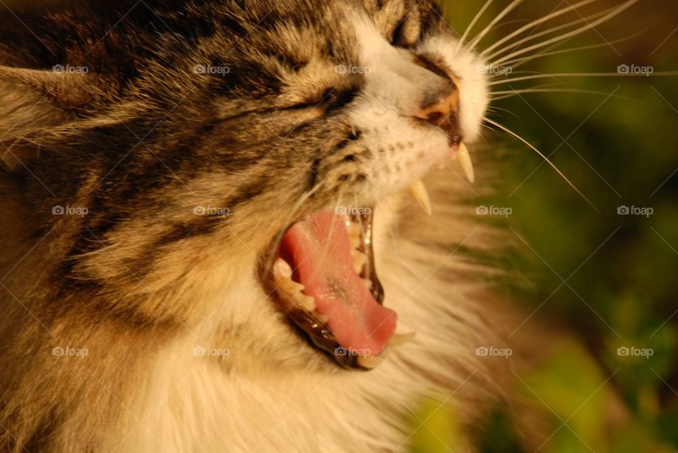 Cat yawning