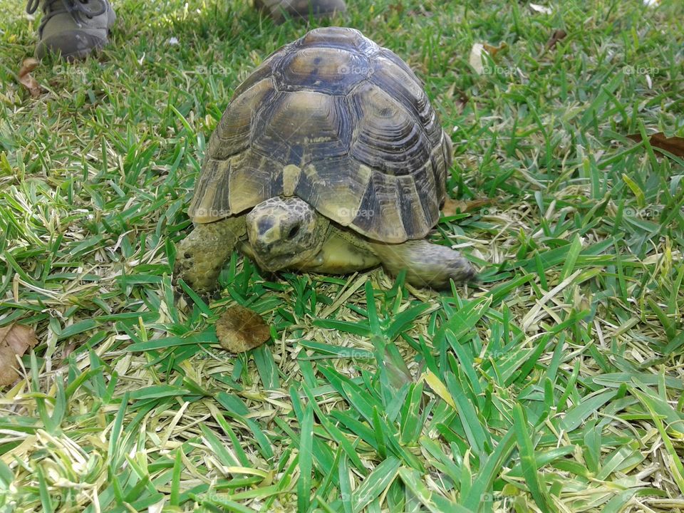 turtle on grass