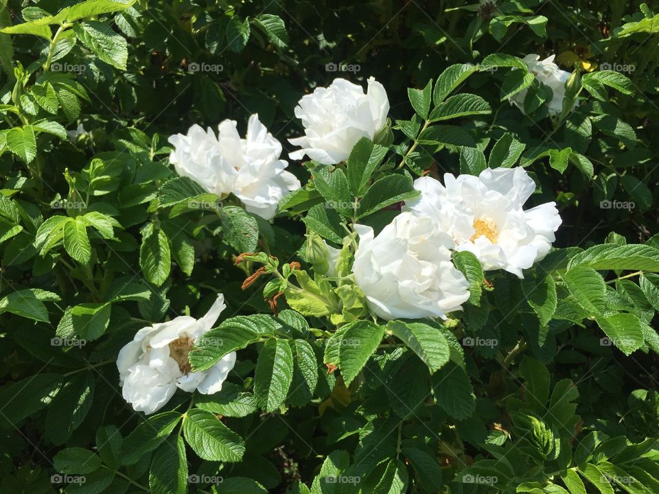 Wild roses that smelled more beautiful than a picture could ever campture