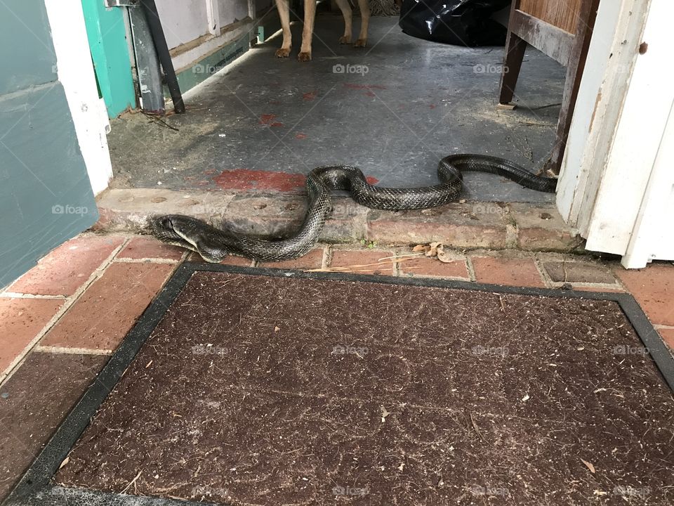 Rob the snake guarding the garage, making sure not mice and rats try to squat. 