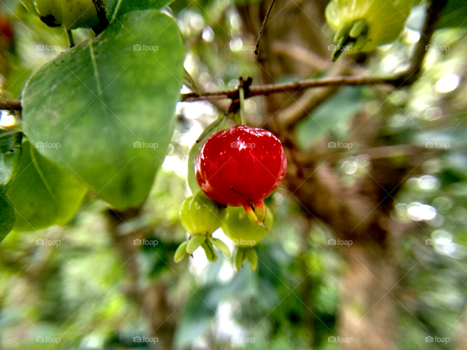 the brazilian cherry,  pitanga