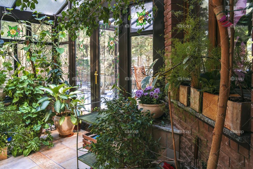 Interior of winter garden with various home plants, glass door and windows.