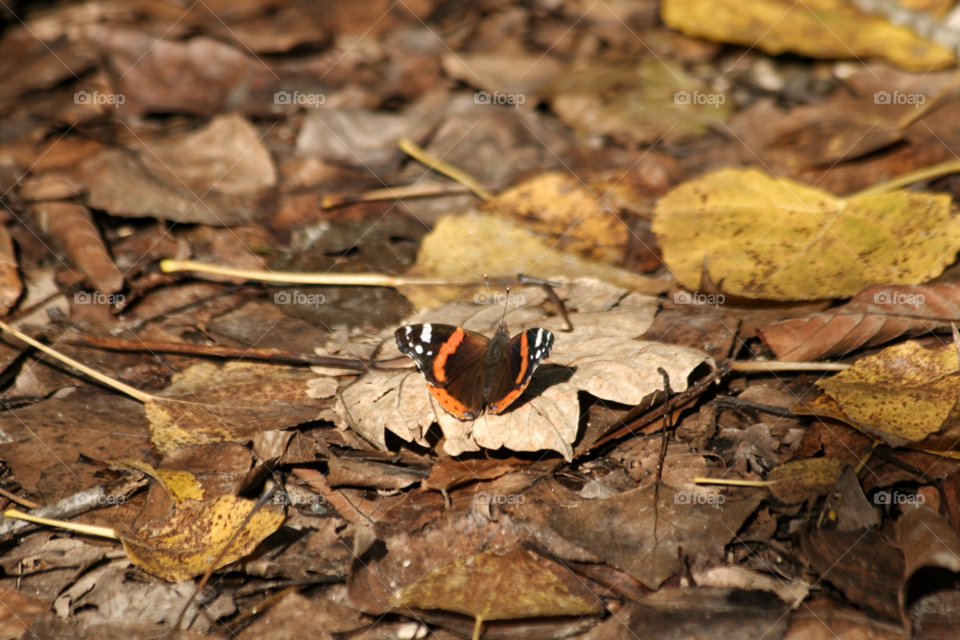 butterfly leaf colorful mission5 by nader_esk