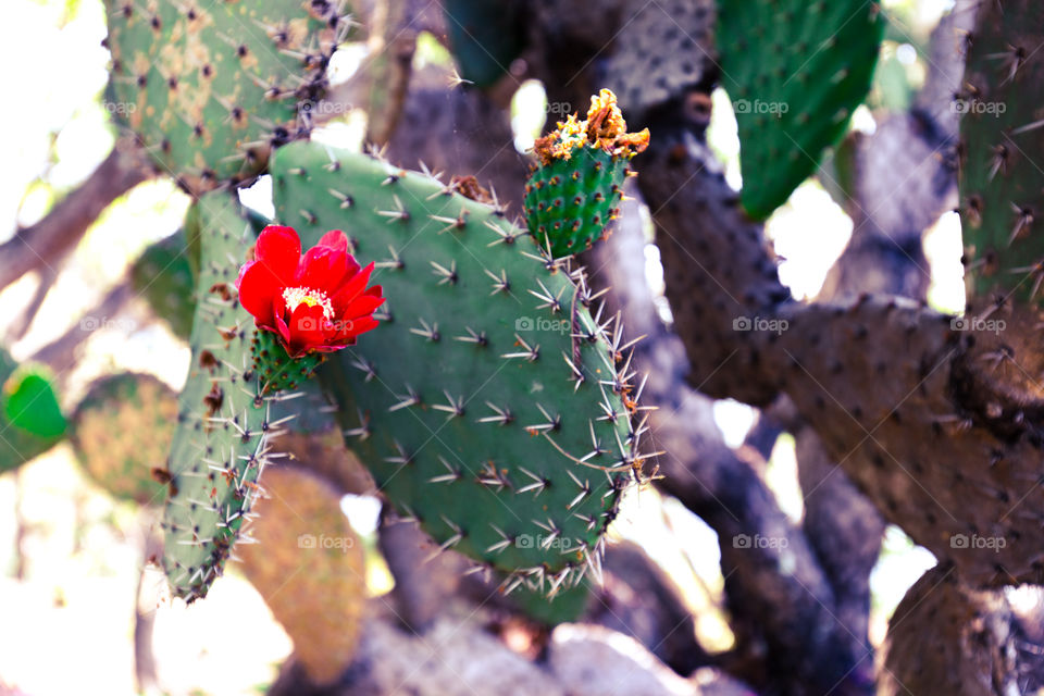 Single red flower on cactus