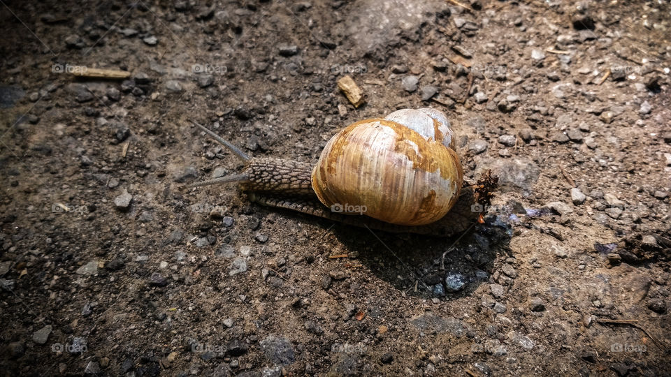 Snail on the road