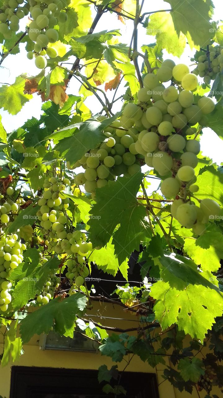 Green grapes in summer